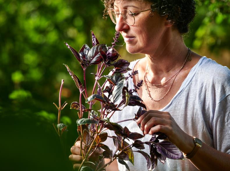 mondage de basilic pourpre