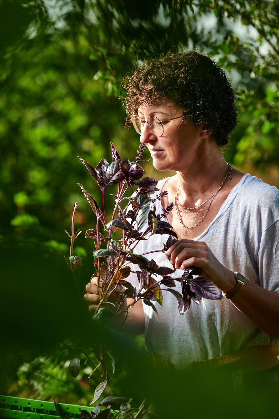 mondage de basilic pourpre