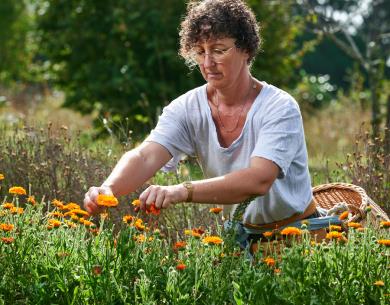 récolte de calendulas