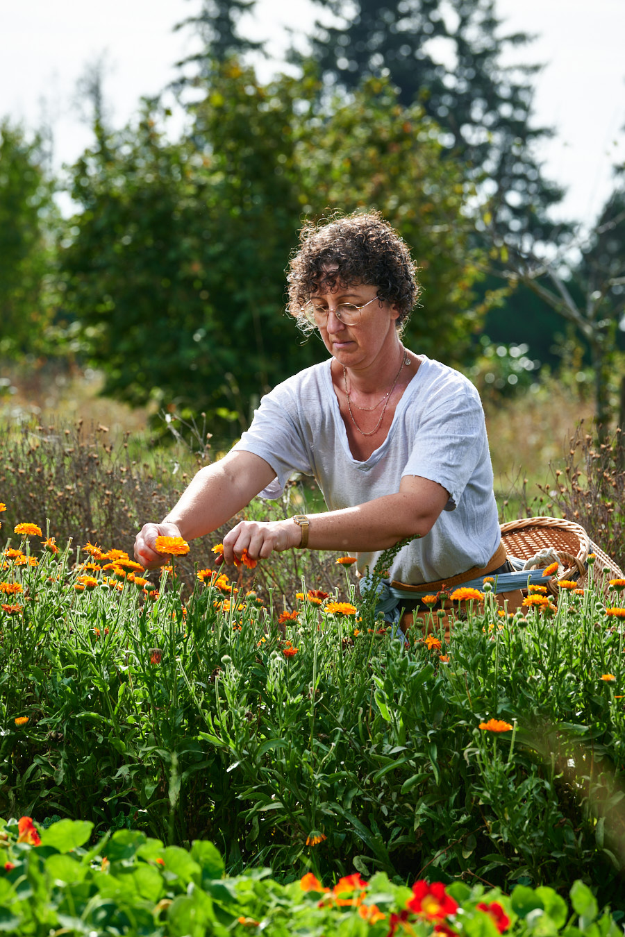 récolte de calendulas