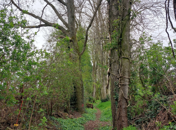 Chemin Reine Blanche