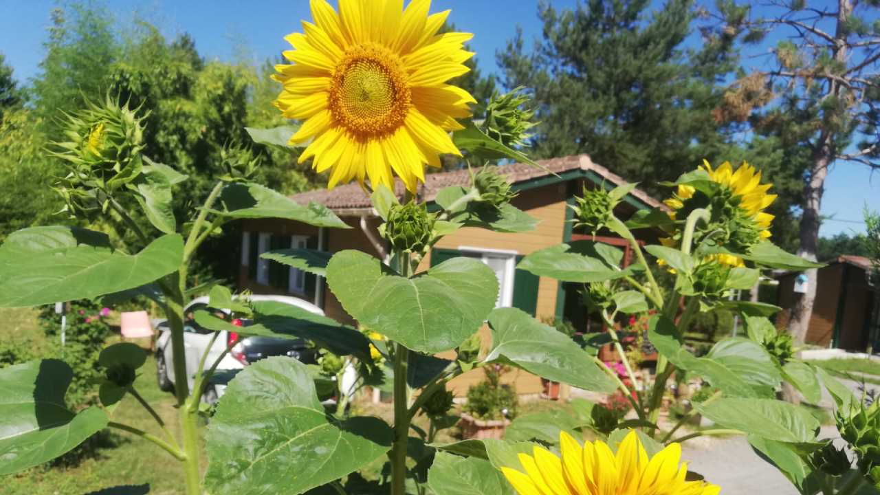 Au soleil de Picardie - Vailly-sur-Aisne