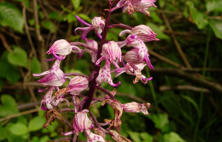 2-orchis singe