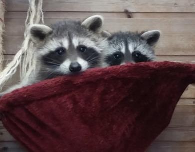 Nos Bébés Raton jouent à cache cache