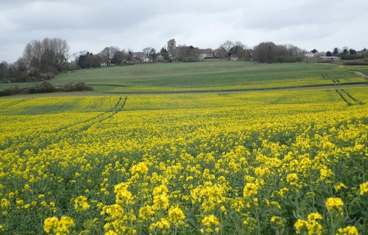 Monjavoult