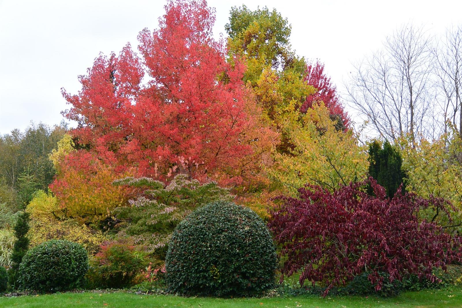 Les couleurs d'automne se fondent entre les liquidambars, les érables, les buis