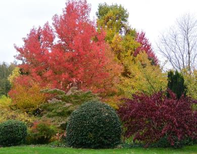Les couleurs d'automne se fondent entre les liquidambars, les érables, les buis