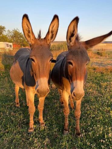 Ferme de Bouriquette_FB