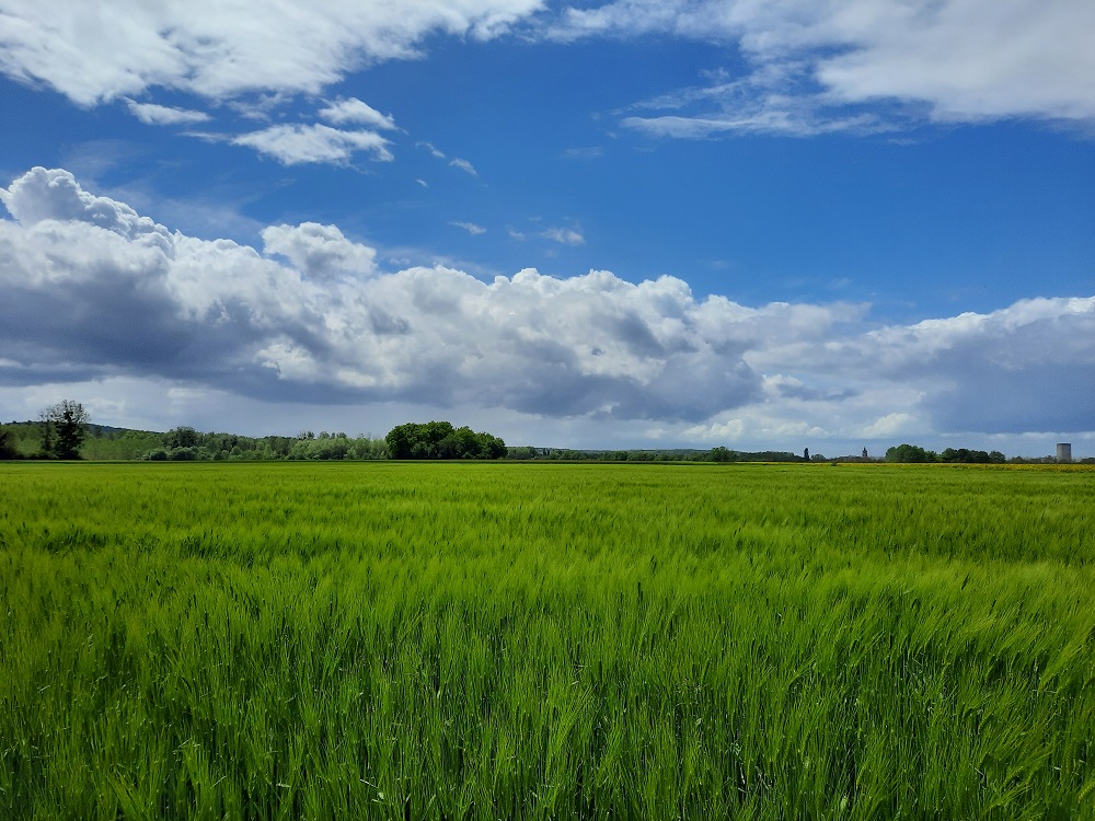 47. Les chênes verts 2