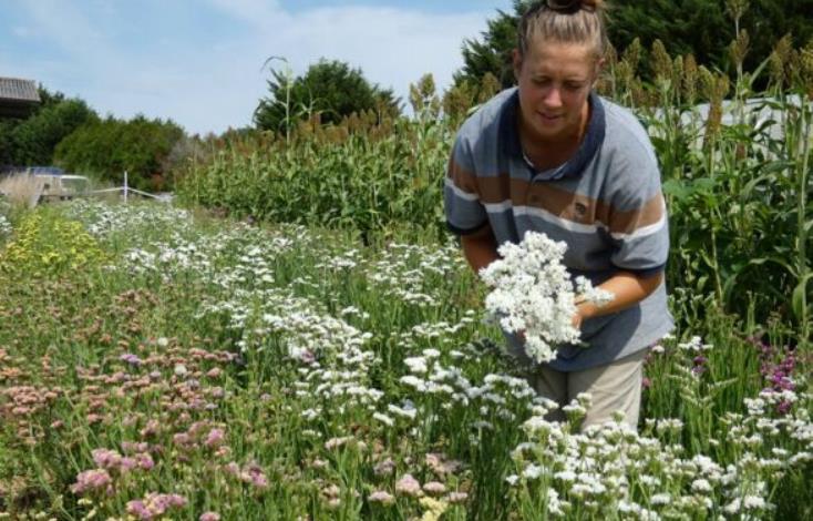 75582a937109-pc-fleurs-se-che-es-1-jpg