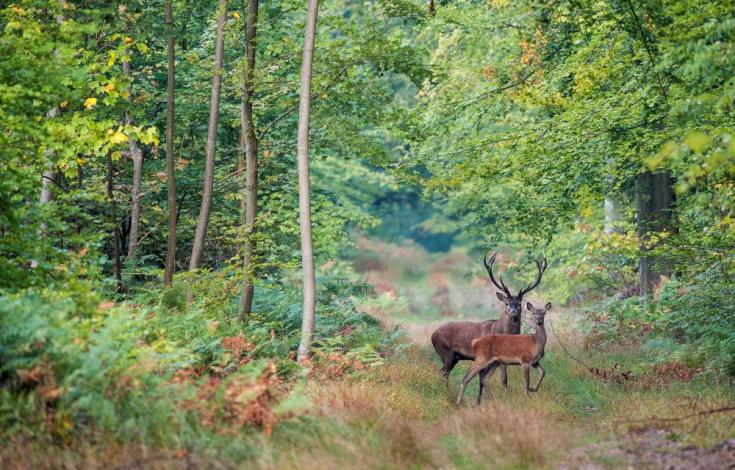 Animaux_foret