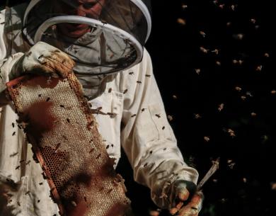 En pleine récolte manuelle