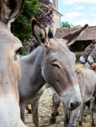Asinerie Vauroux 1