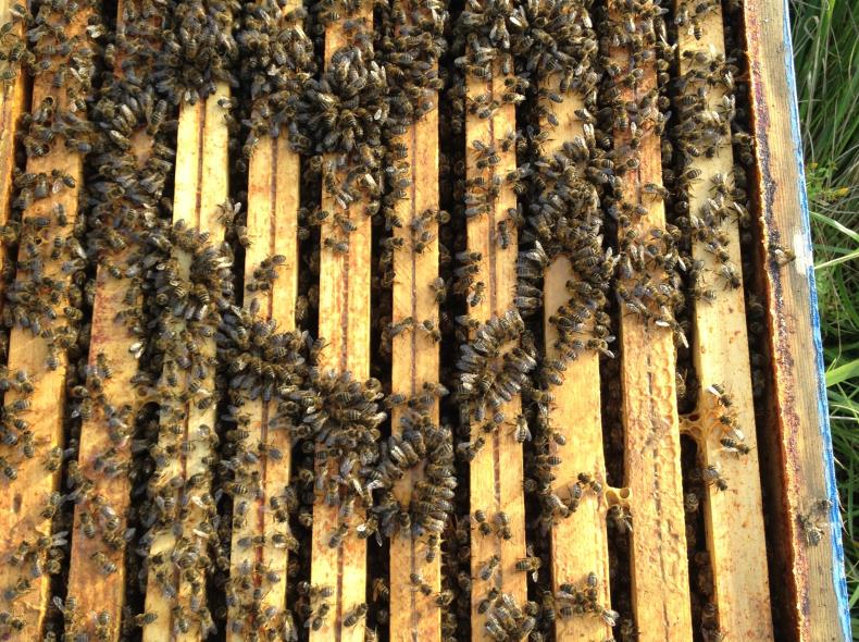Mes abeilles, mes amoures