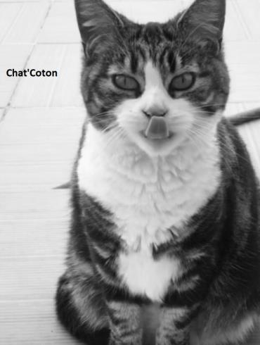 Chat'coton-Miou