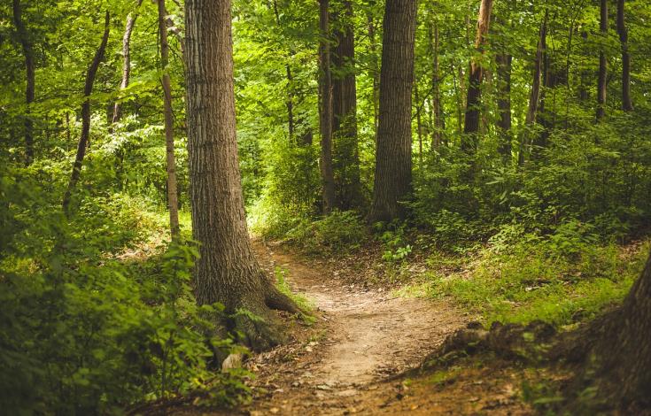 Chemin forestier