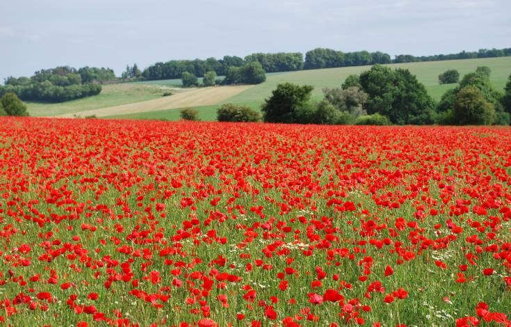 Paysage Picardie Verte