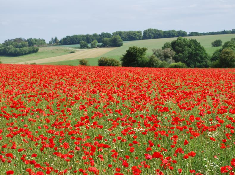 Paysage Picardie Verte