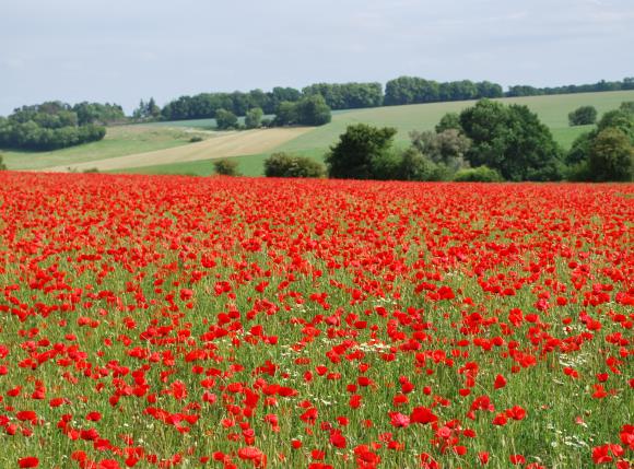 Paysage Picardie Verte