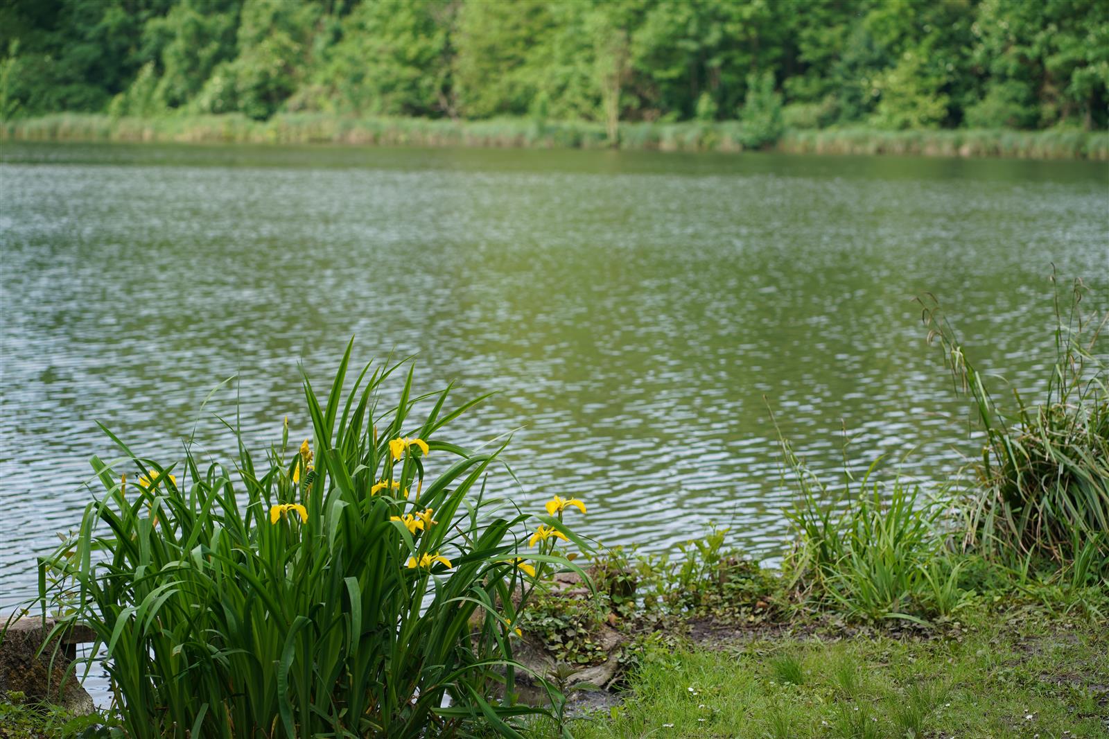 Étang de Saint-Pierre