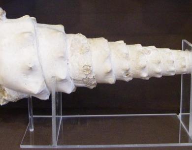 Musée Raymond Pillon 2