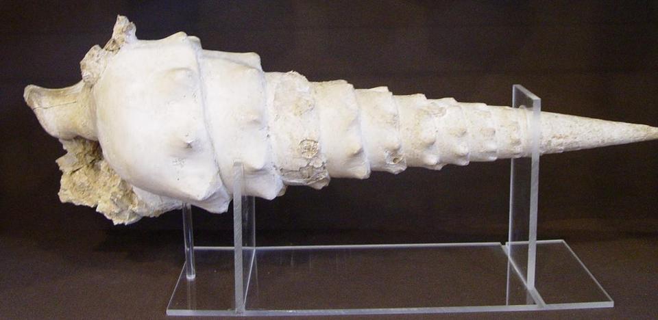 Musée Raymond Pillon 2