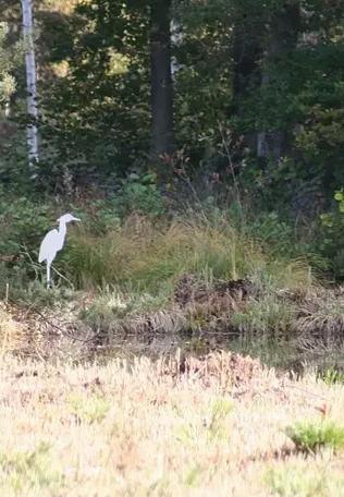 Débroussaillage tourbière - 8 nov
