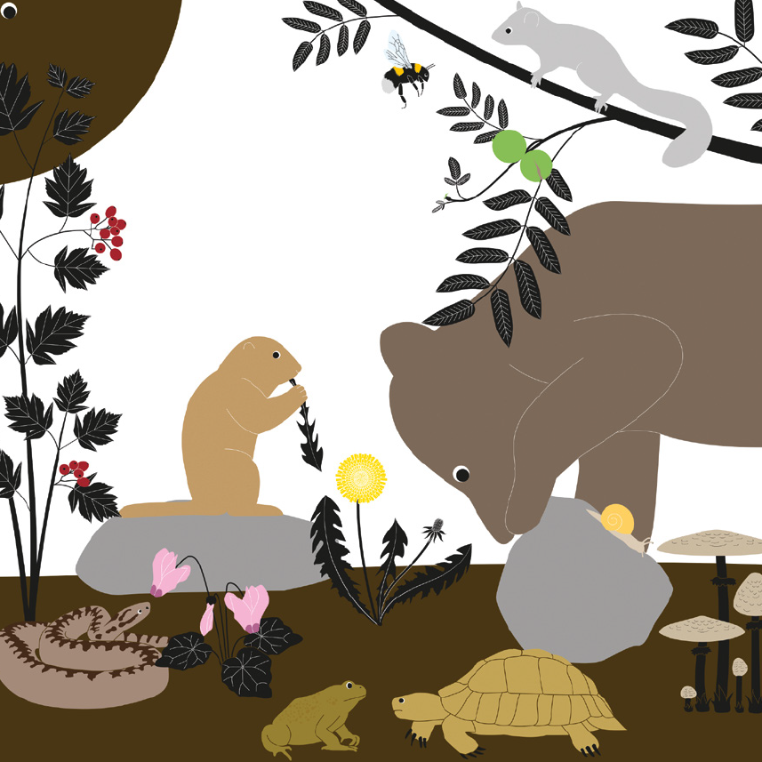 Vagabondage en faune et flore | Émilie Vast, illustratrice