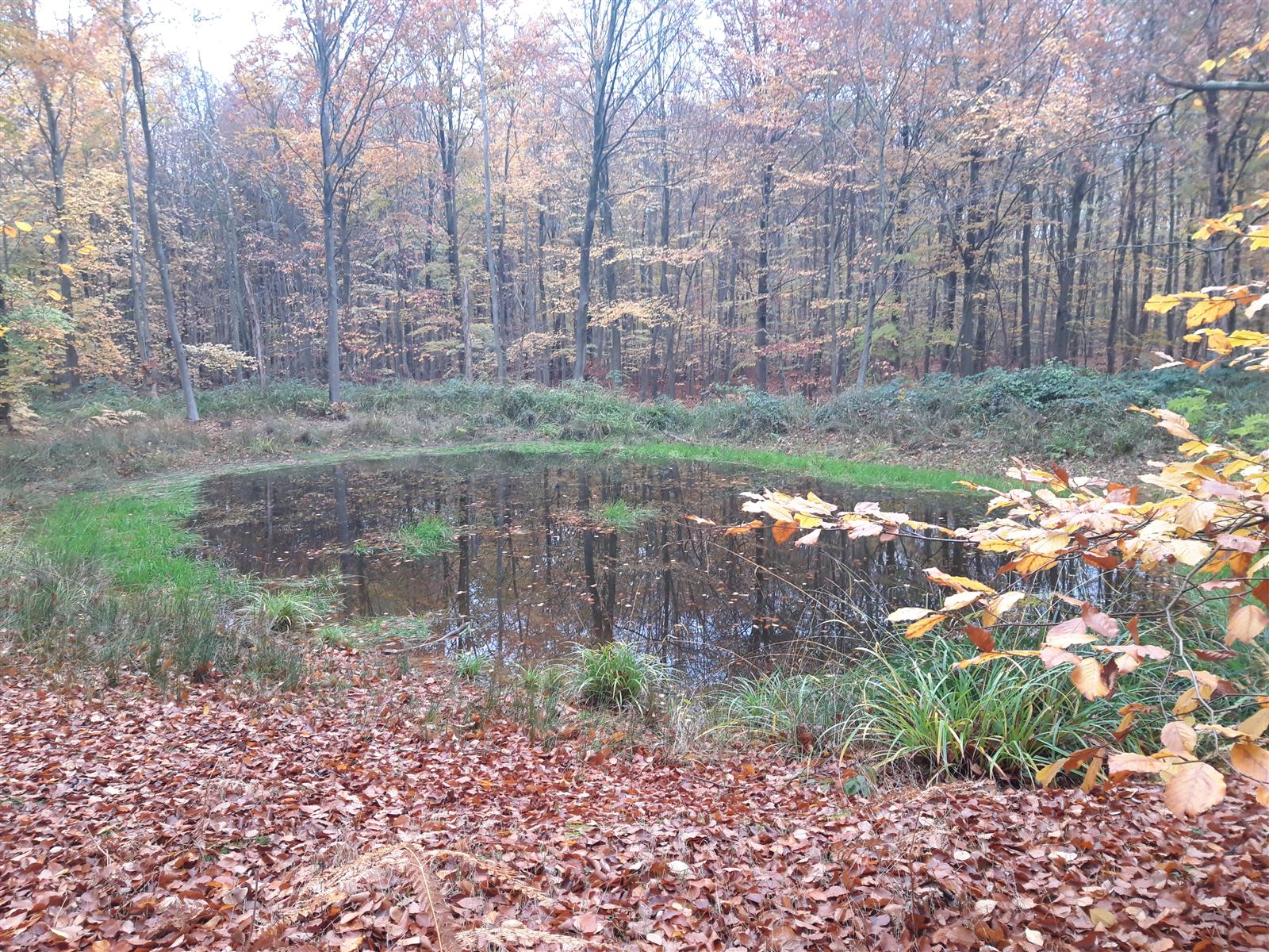 FORET DHALATTE Marre proche Gd Maitre @OTPOH