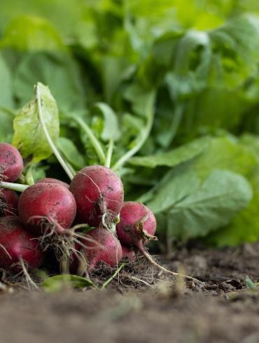 Ferme_Légumes_© Mirko Fabian - Pixabay