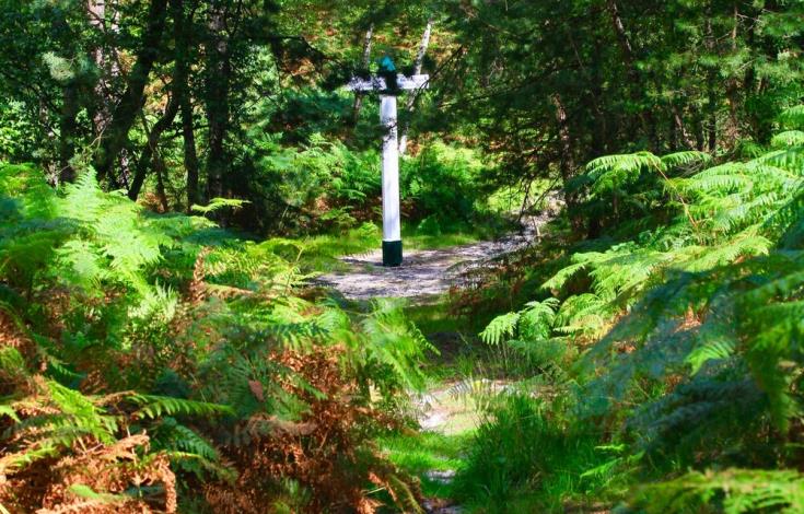 Foret_d_Ermenonville_fougere_poteau_ete
