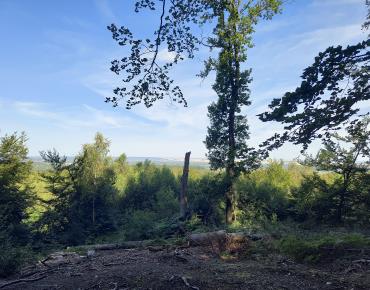 Forêt d'Halatte 08-08-24 Mt Pagnotte (3)