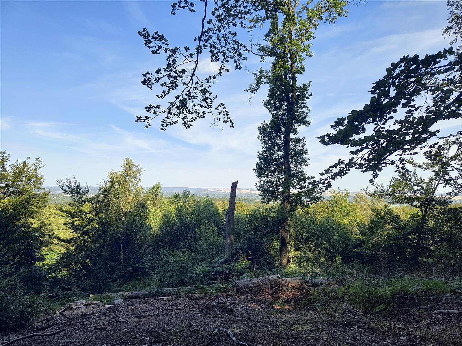 Forêt d'Halatte 08-08-24 Mt Pagnotte (3)