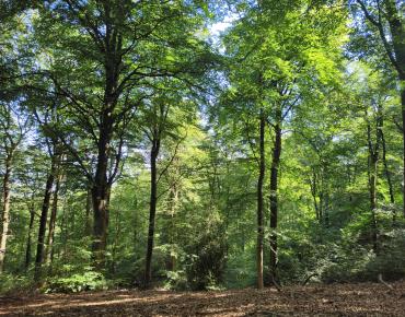 Forêt d'Halatte 08-08-24 Mt Pagnotte (4)