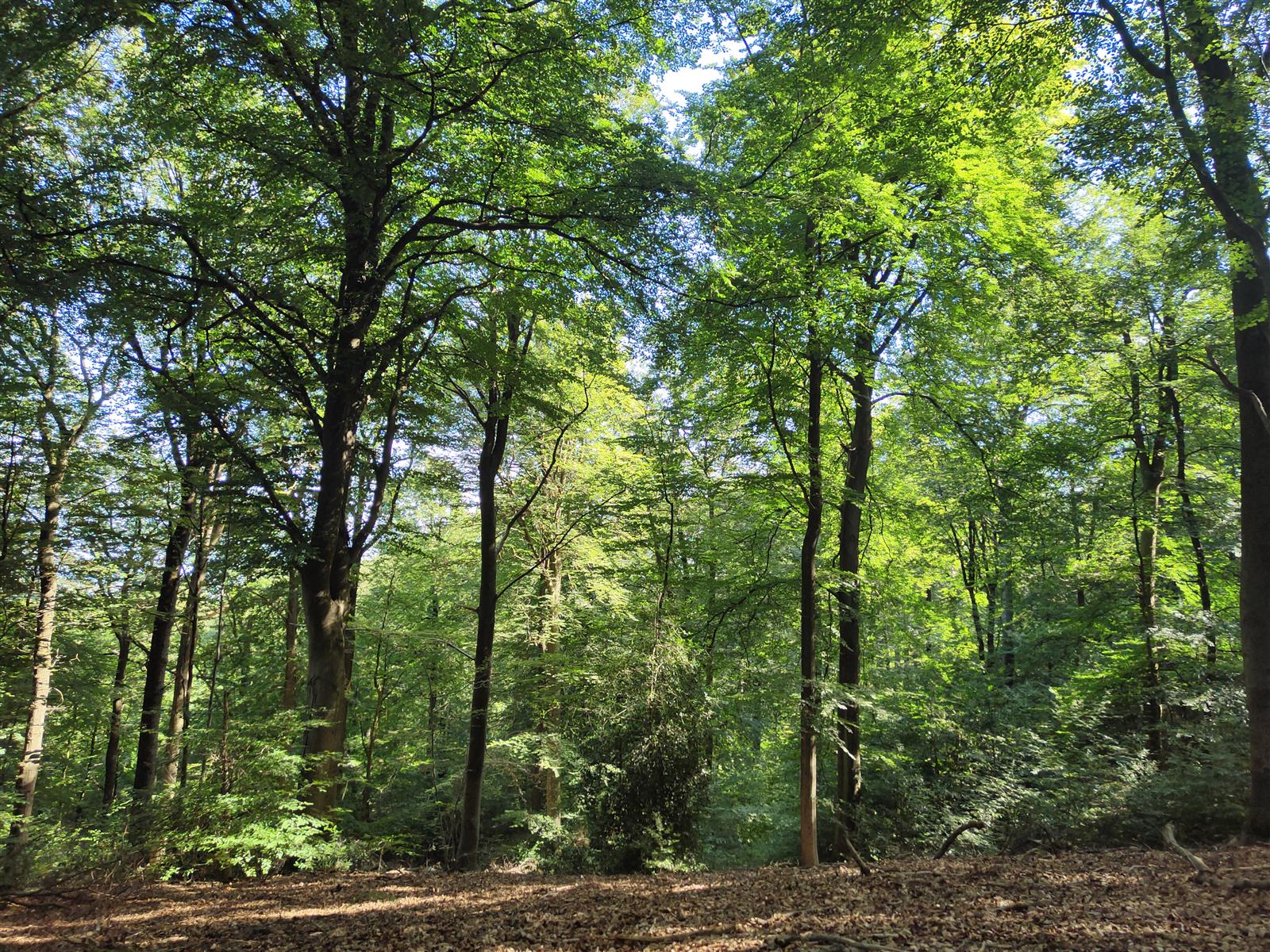 Forêt d'Halatte 08-08-24 Mt Pagnotte (4)