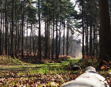 Foret-de-Hez-Credit-OiseTuorisme