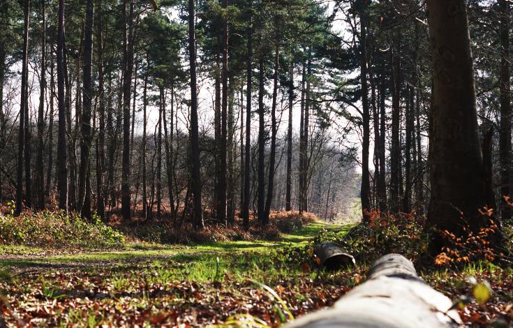 Foret-de-Hez-Credit-OiseTuorisme