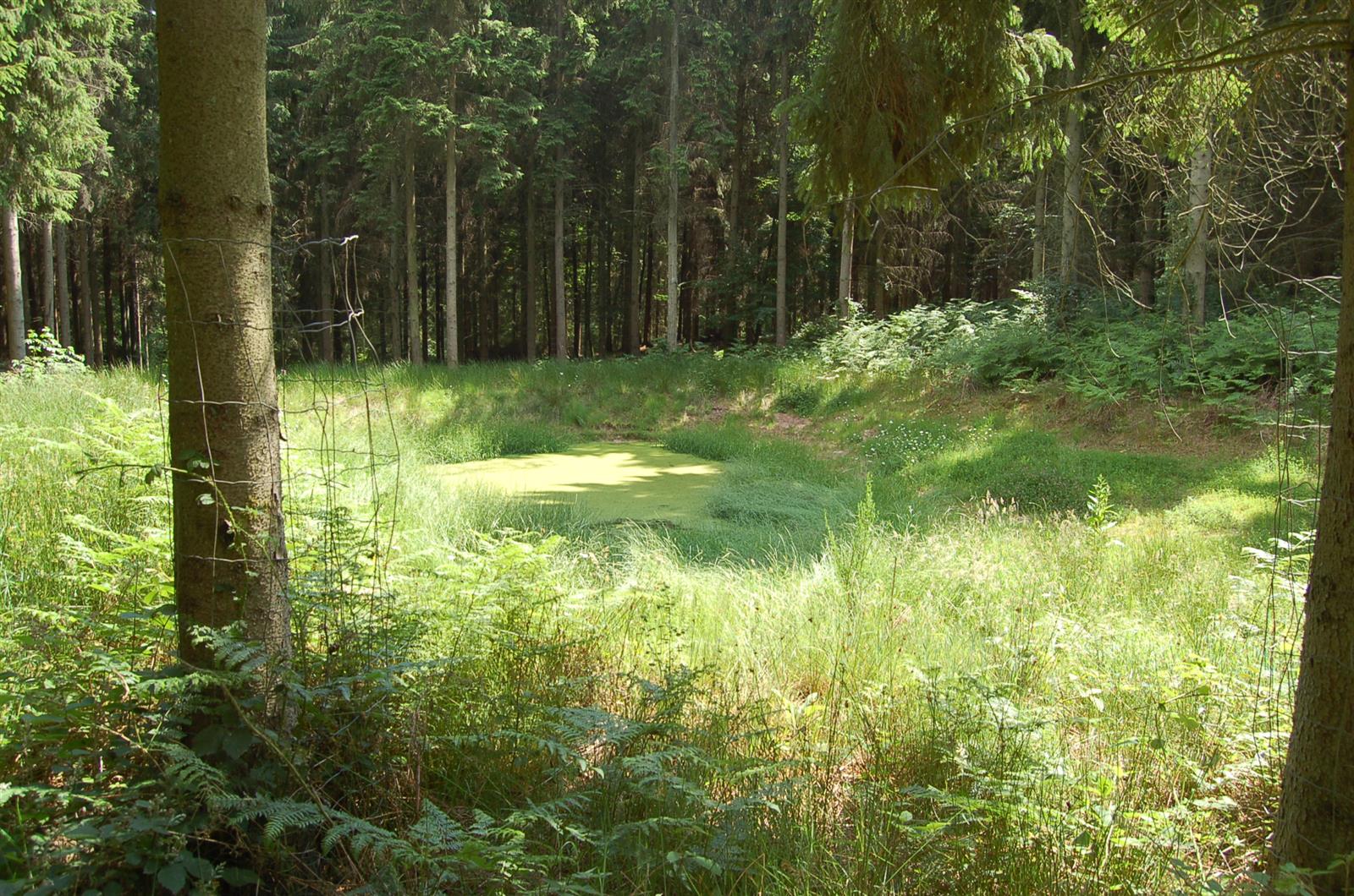 Forêt de Thelle