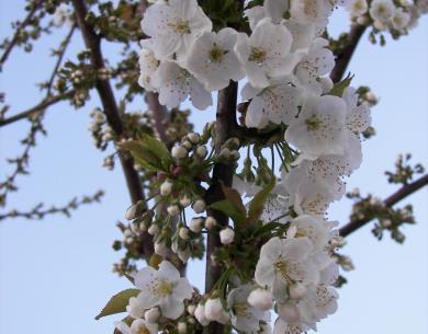 ORROUY La Ceriseraie