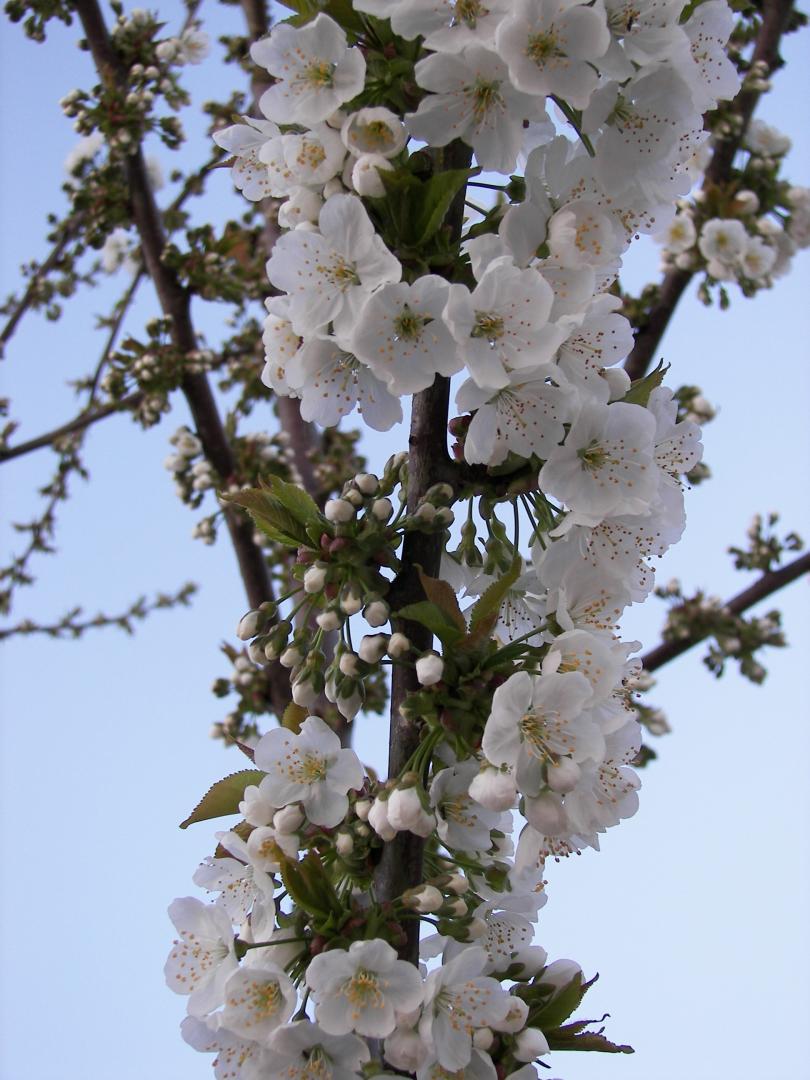 ORROUY La Ceriseraie