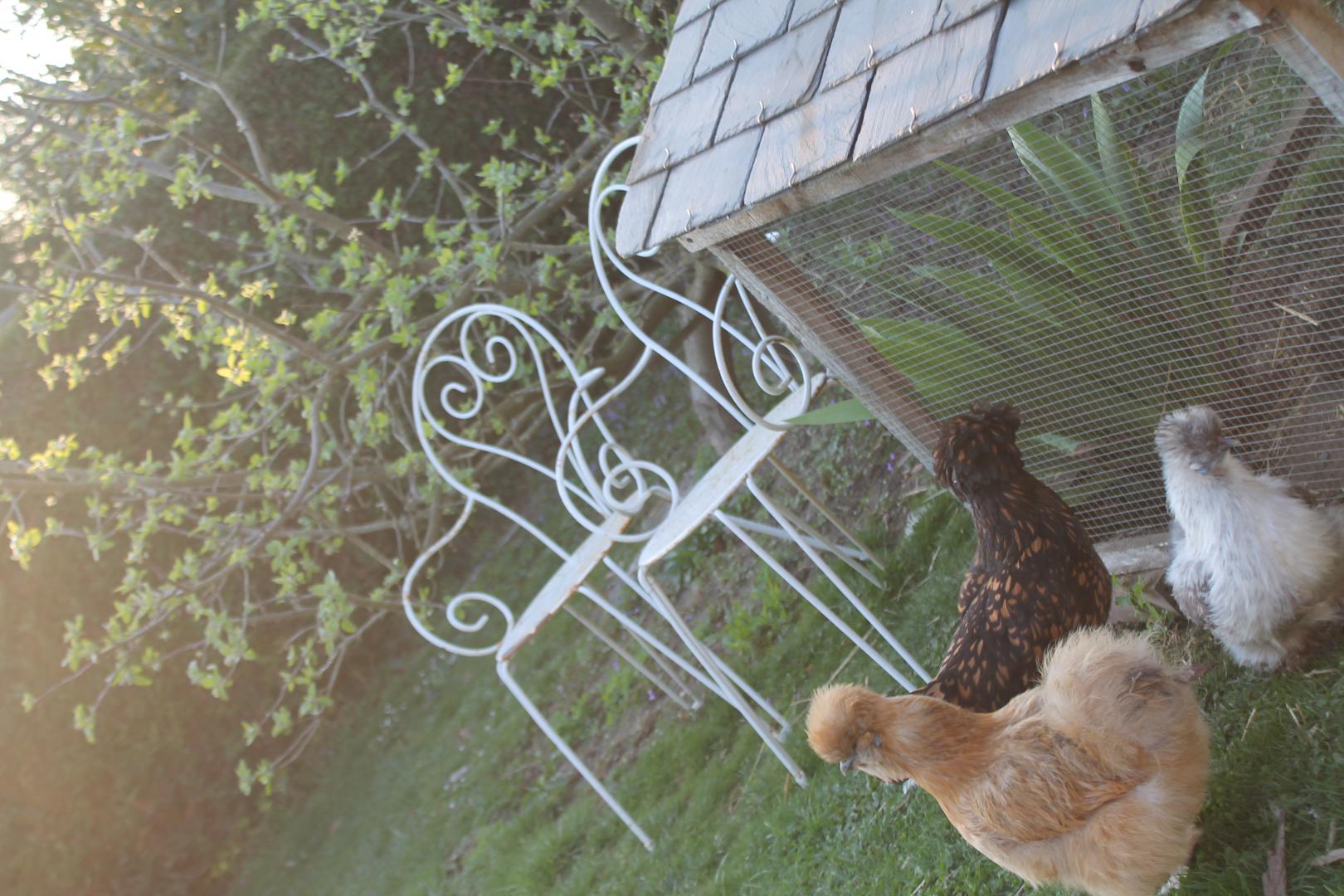 MISSY-SUR-AISNE Le potager de Radegonde