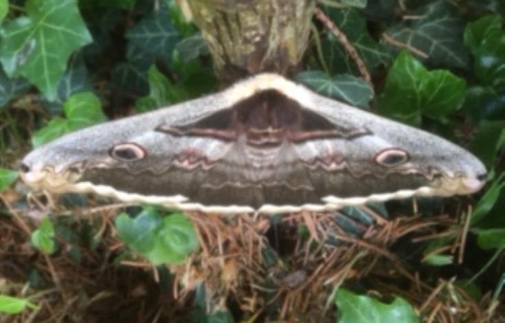 La nature Le Grand Paon