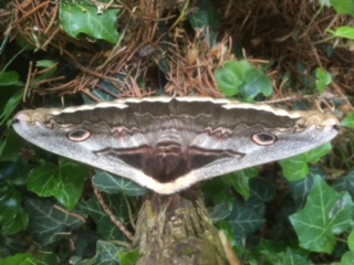 La nature Le Grand Paon