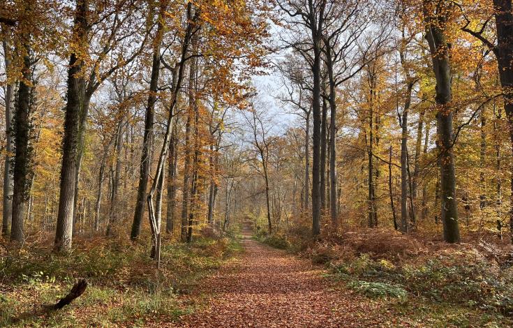 La Promenade des Moines en automne