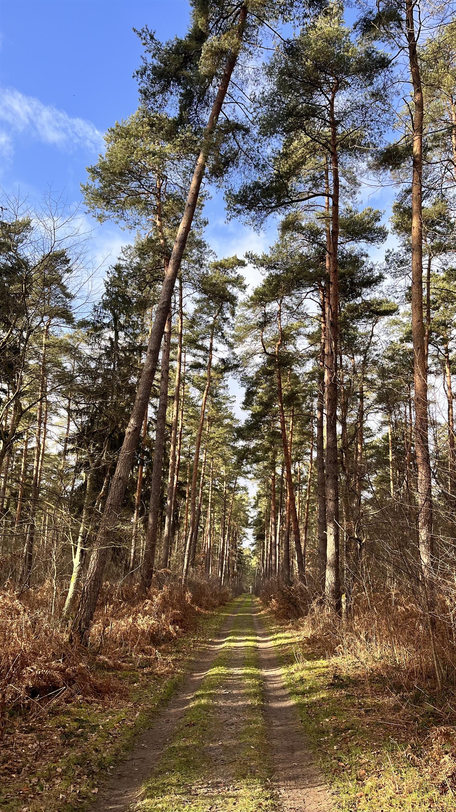 Chemin de randonnée - Saint-Jean-aux-Bois