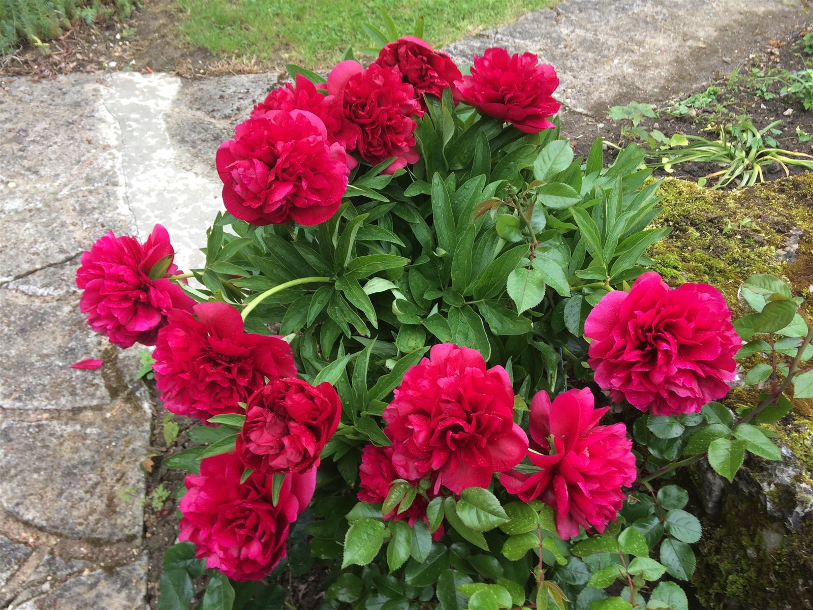 Fleur Picardie Verte
