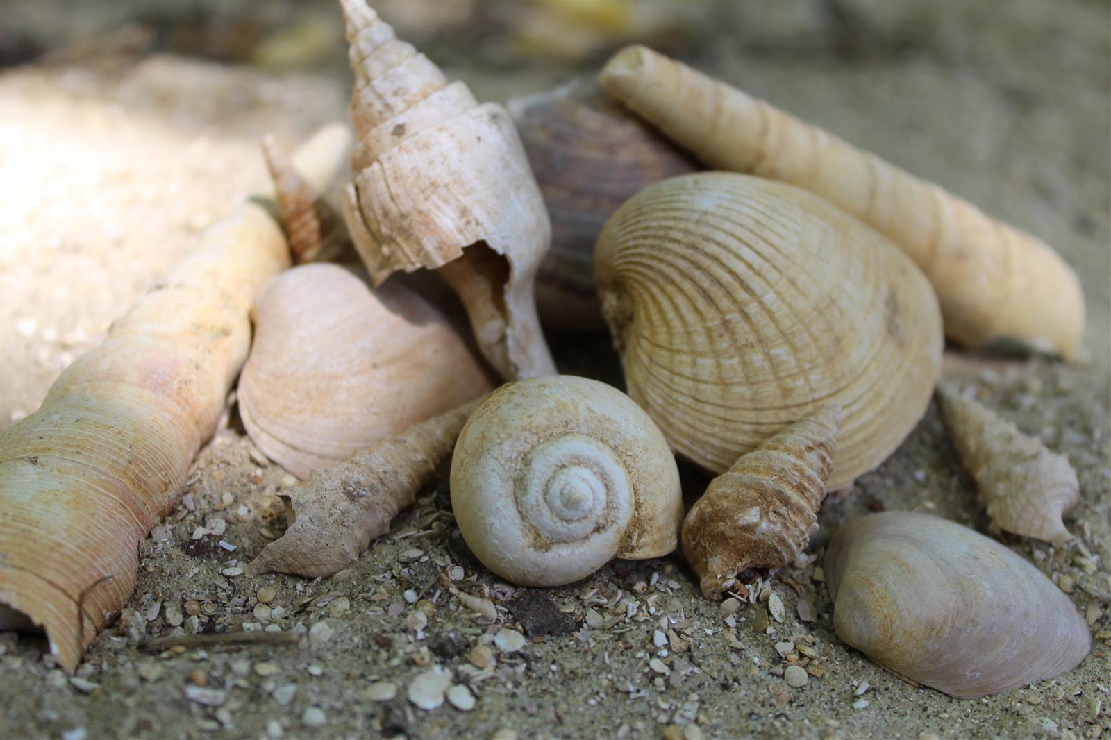 Photo fossiles géosite