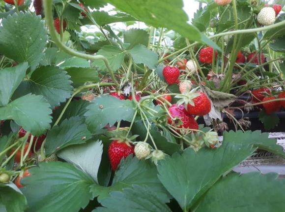 Jardins de Rully fraises