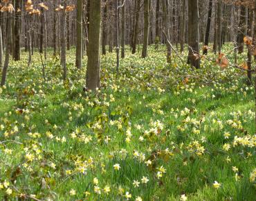 Jonquilles sous bois forêt Halatte