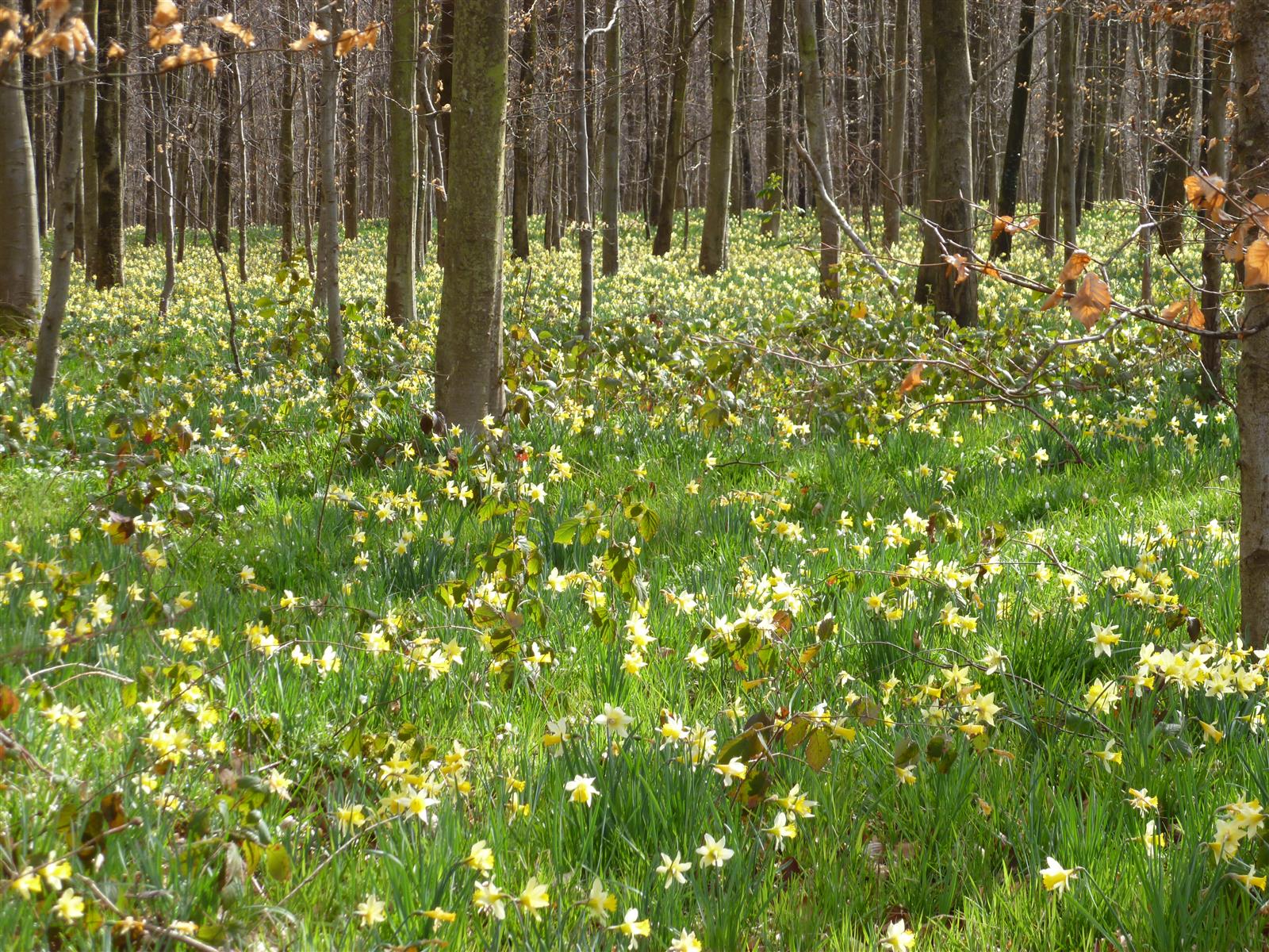 Jonquilles sous bois forêt Halatte